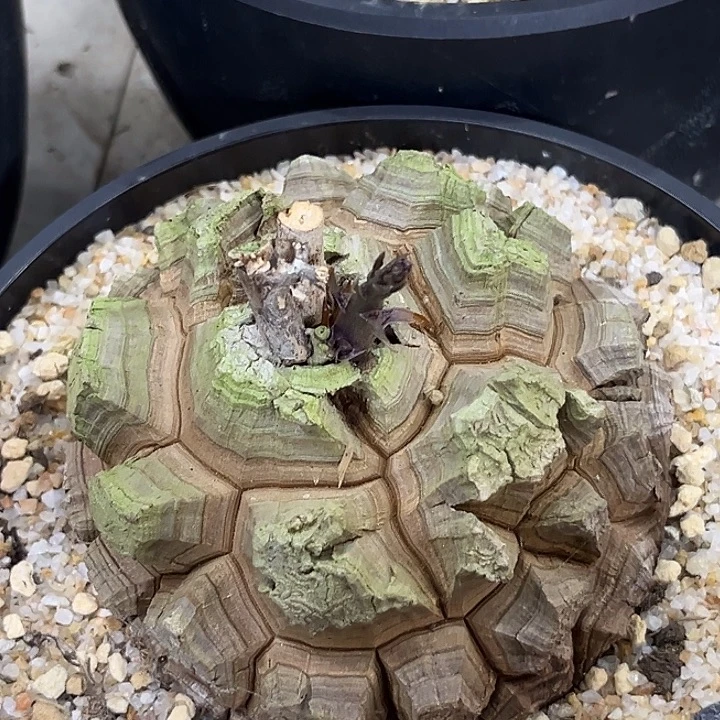 潮流植物龟甲龙666
