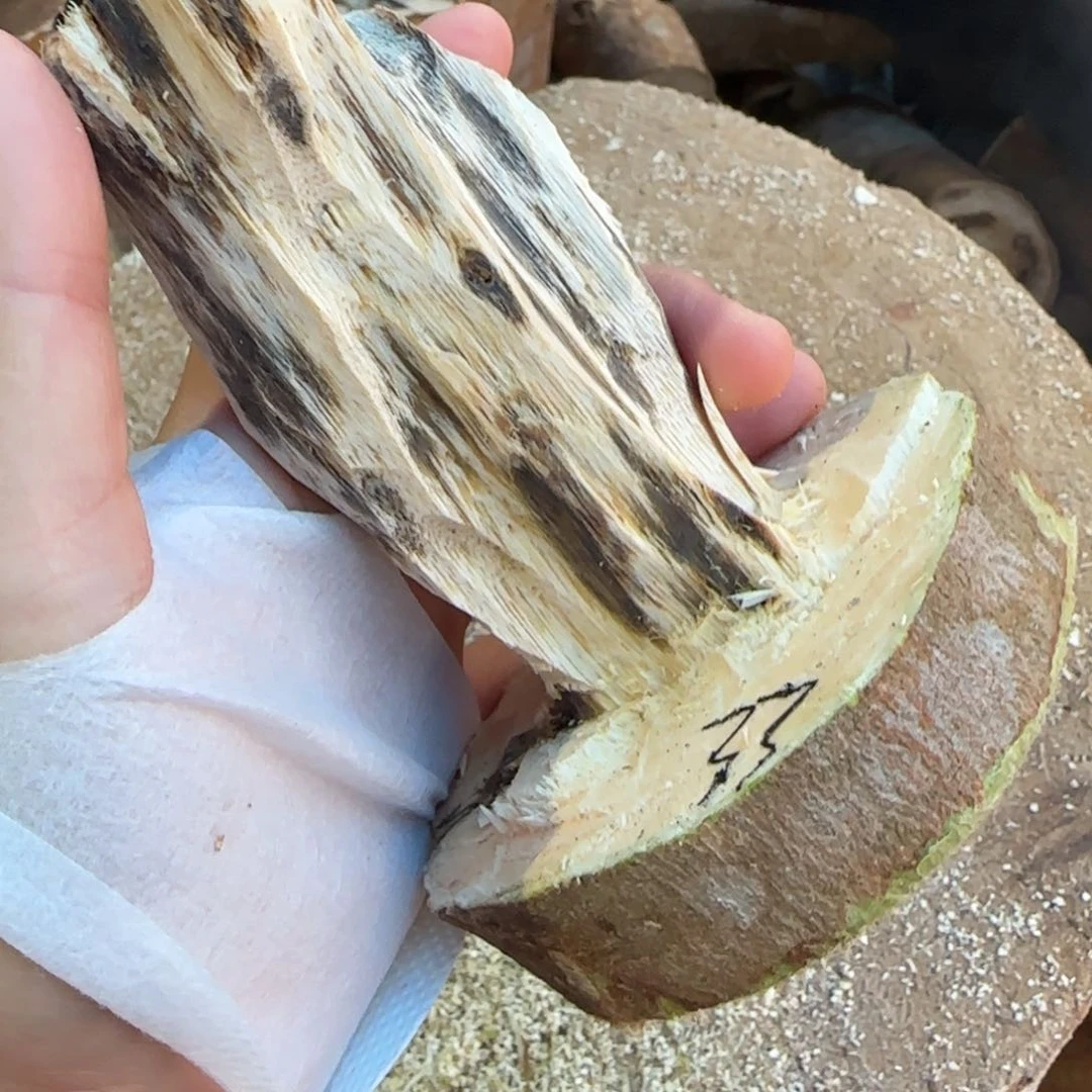 树脂制品33号奇楠原木虫漏一个