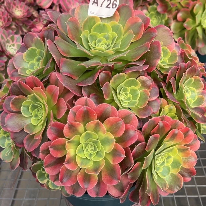 726特斯拉32厘米左右