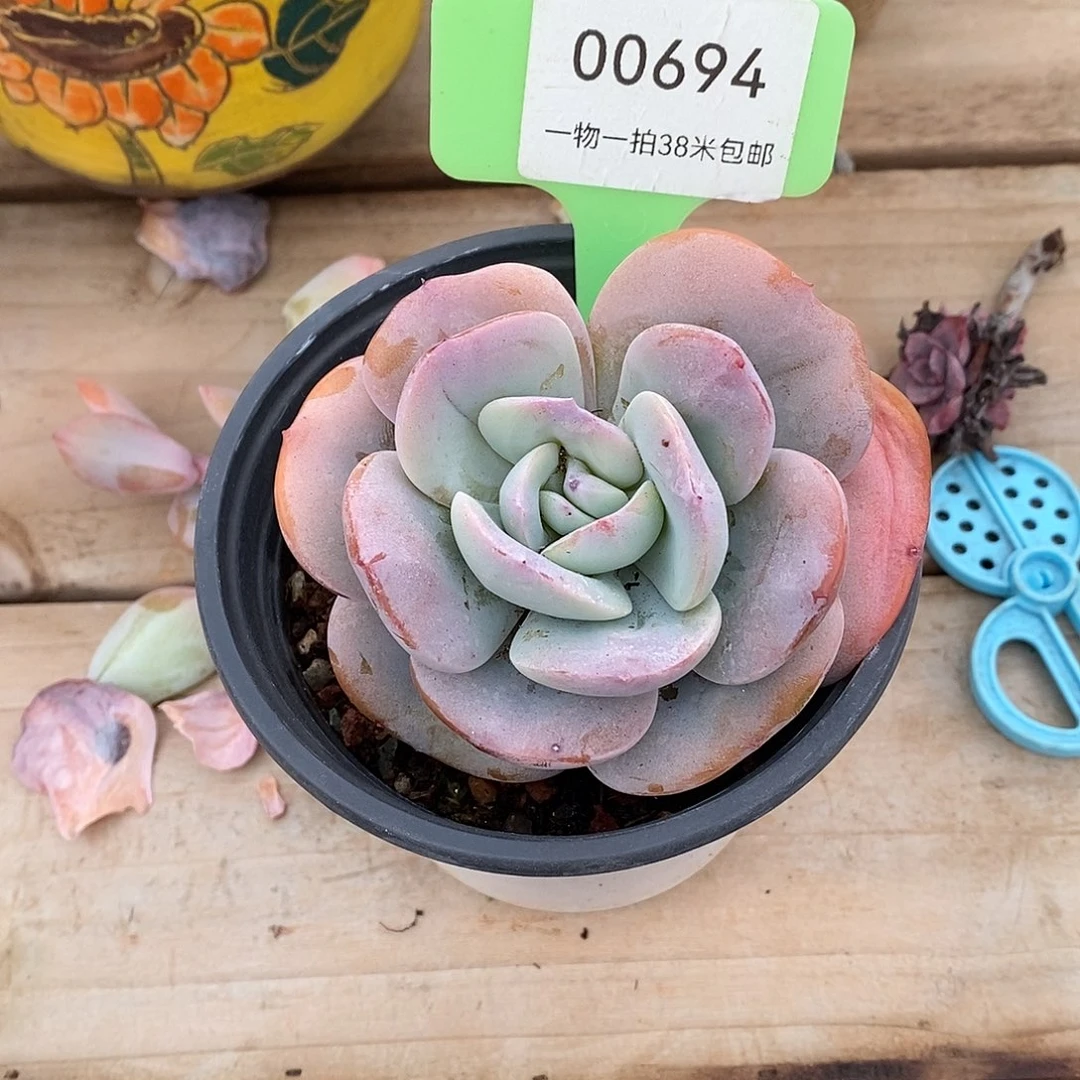 694户籍肉葡萄我哦哦哦哦哦