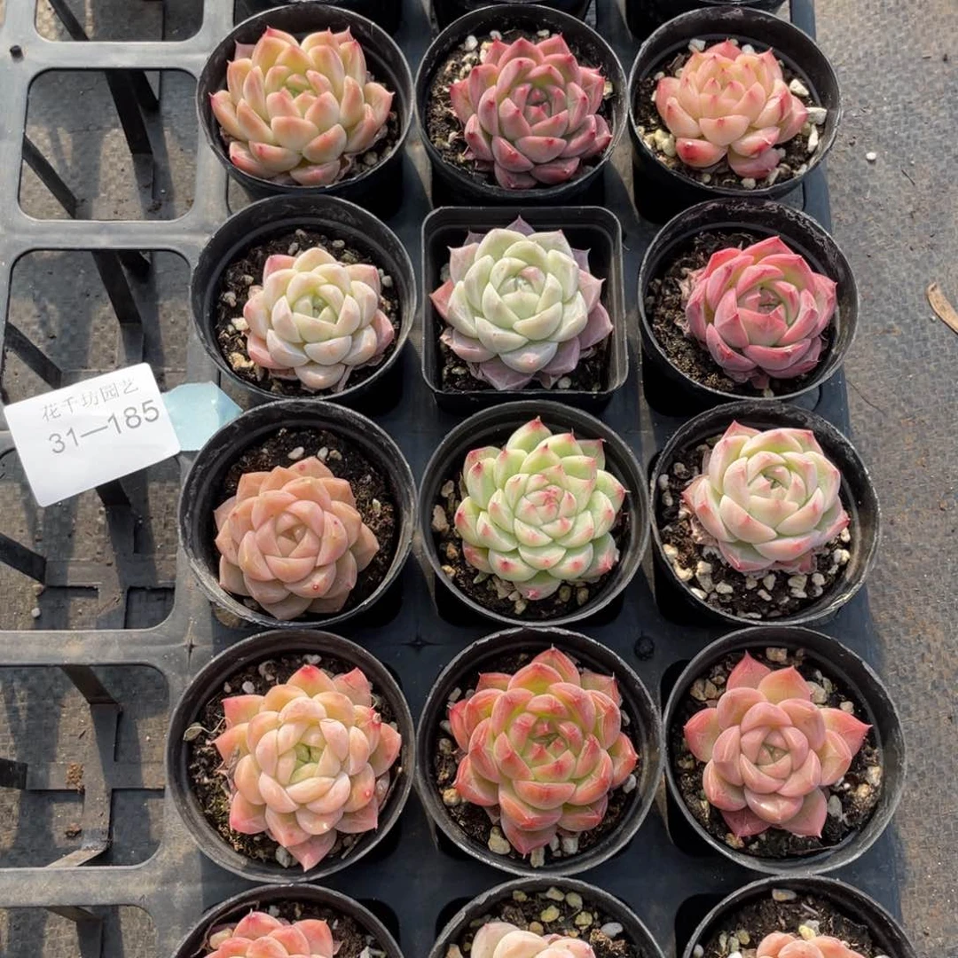 超**丝一物一拍18棵31-185