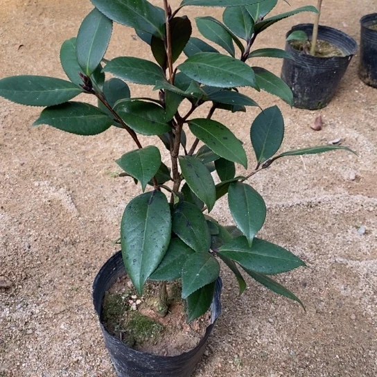 当前无花栽培后可以开花