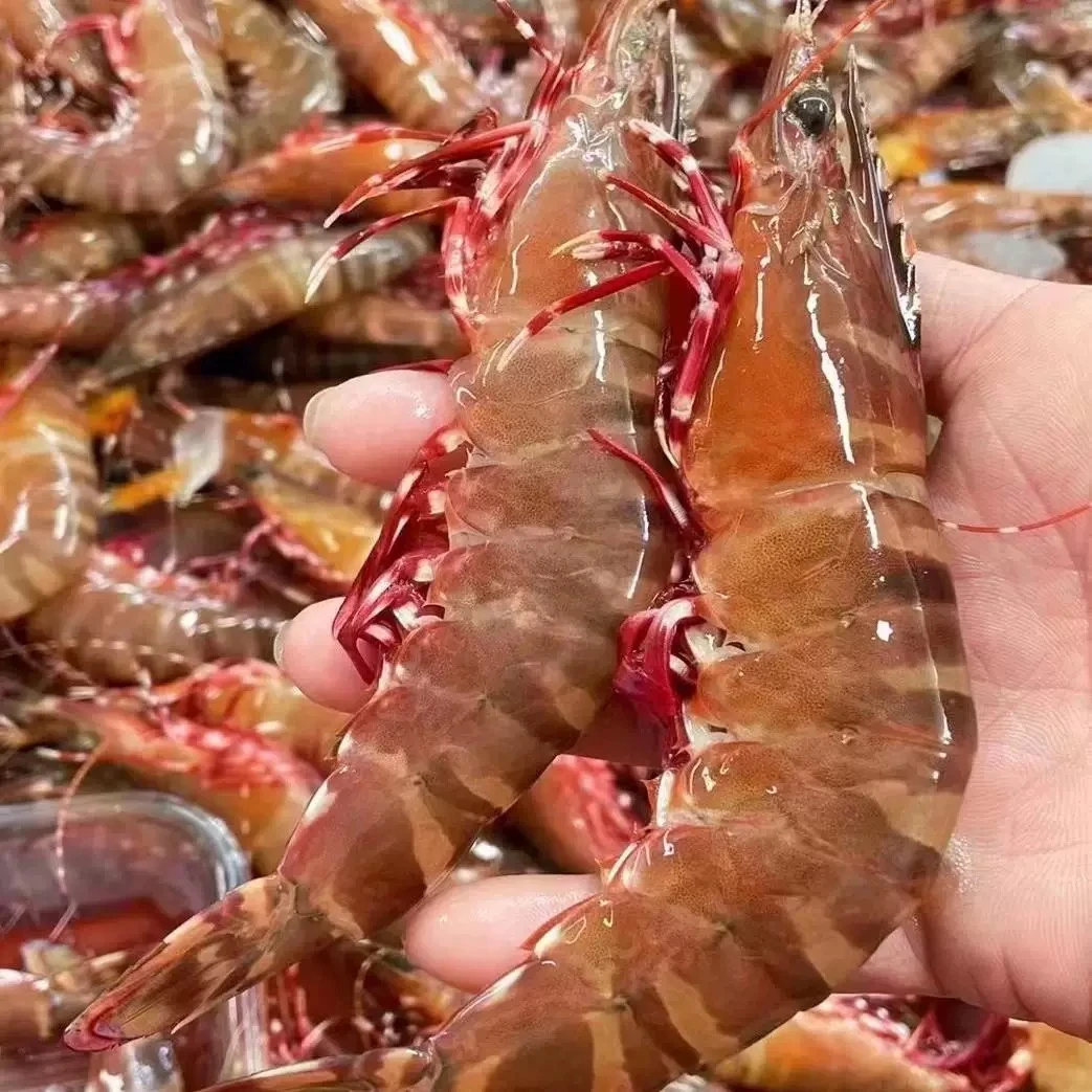 阳江东平海捕 红爪虾 鲜活锁鲜 顺丰冷链包邮