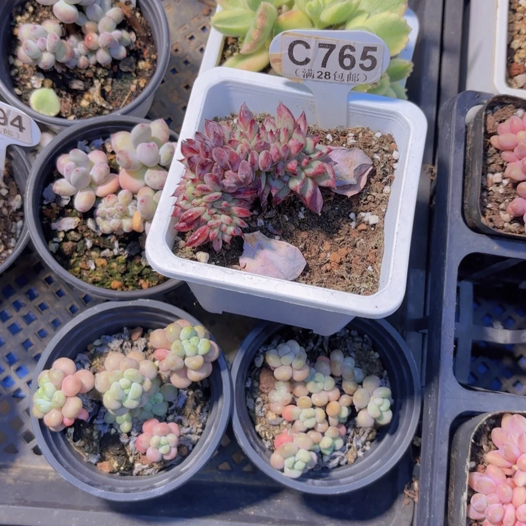 C765红蜡糖一物一拍