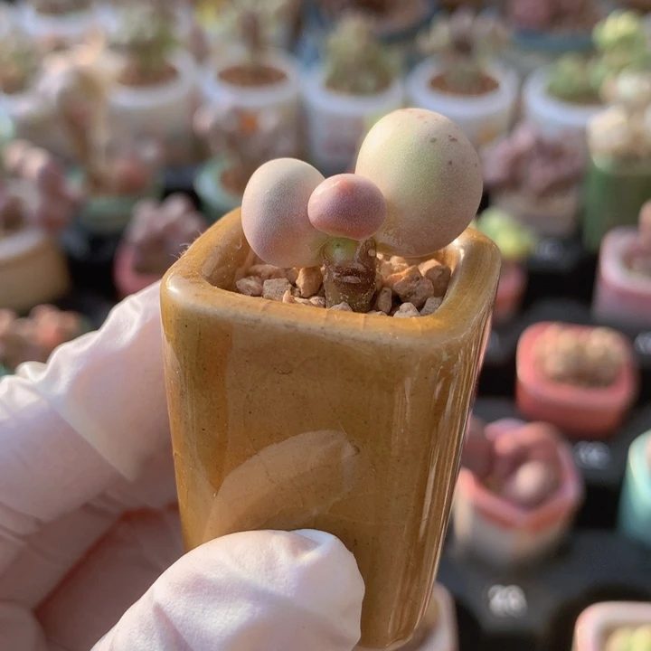 029 米可奶酪 乒乓 木质