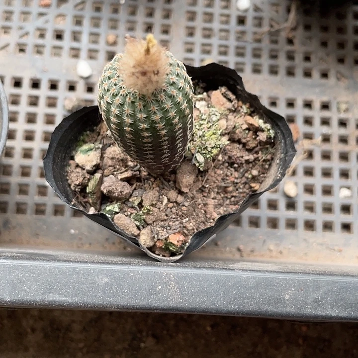 451狸之子侍童仙人球