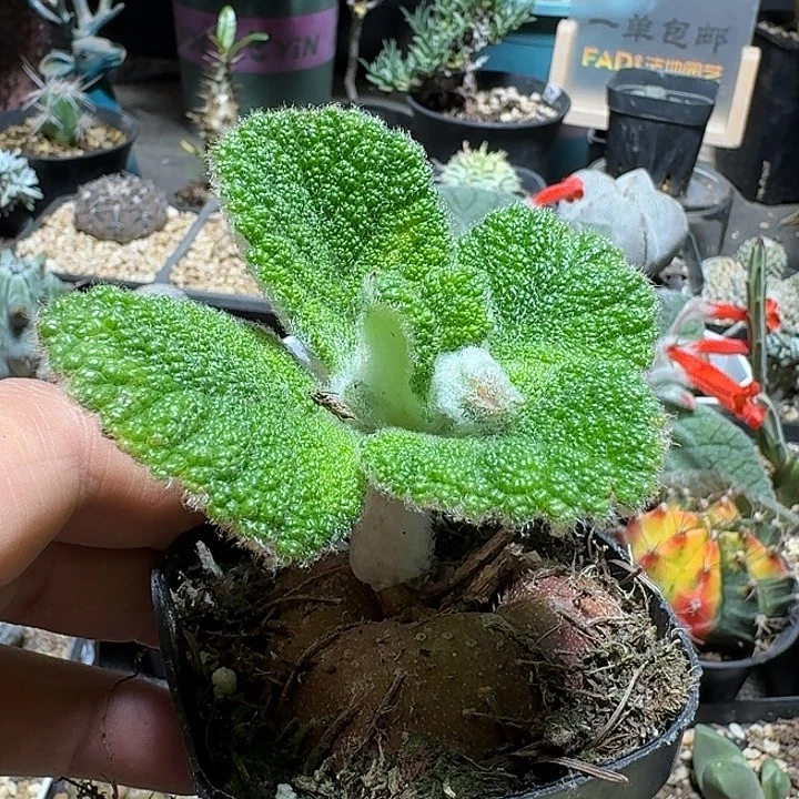 274断崖王子带盆发货