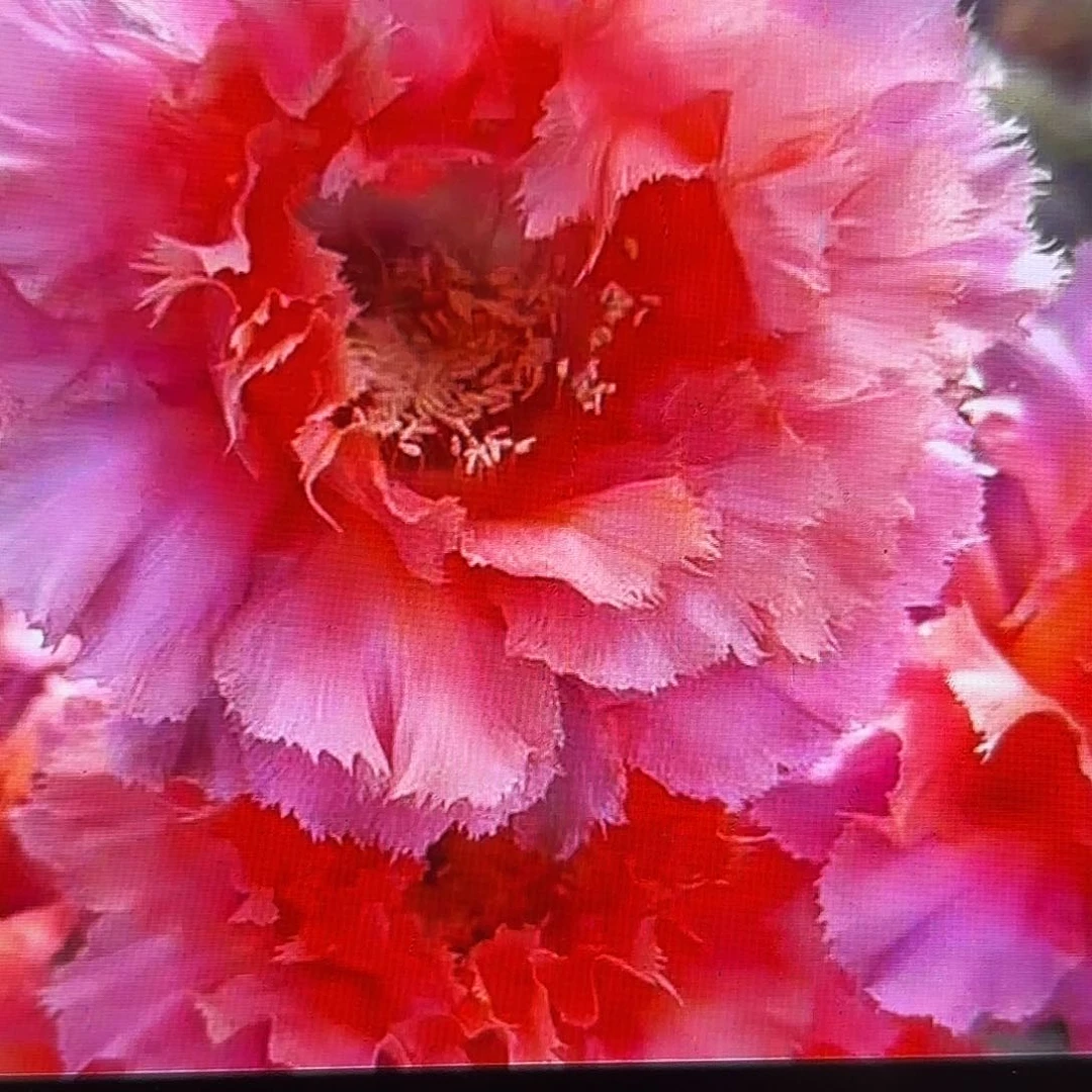 魅羽彩侧牙20包邮仙人球16