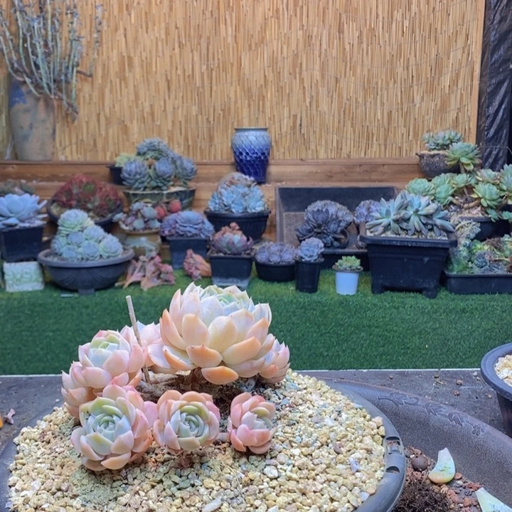 小****407号蓝色惊喜多肉植物
