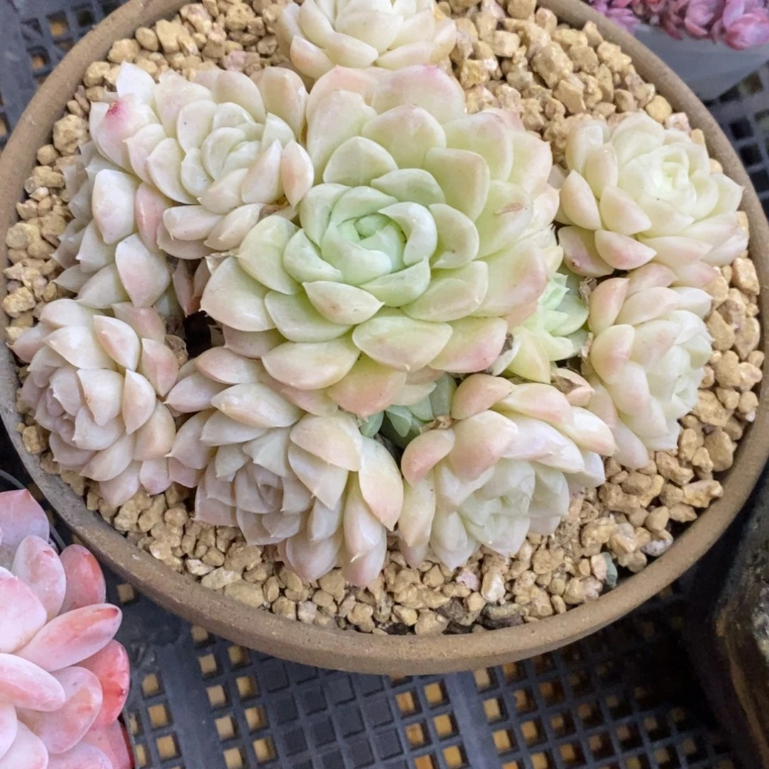 精品多肉一物拍不包整346