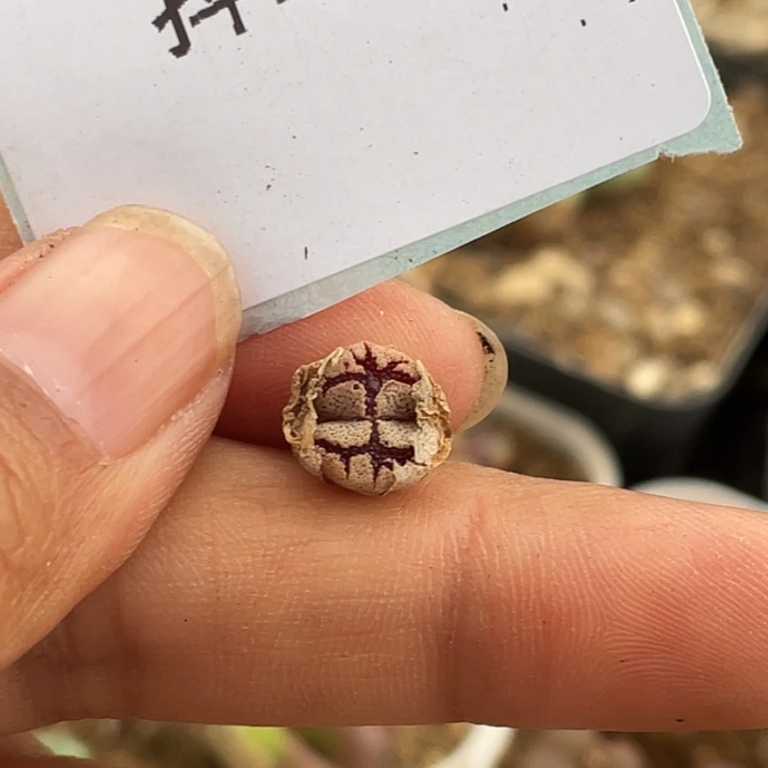 水*冻7-32肉锥多肉植物