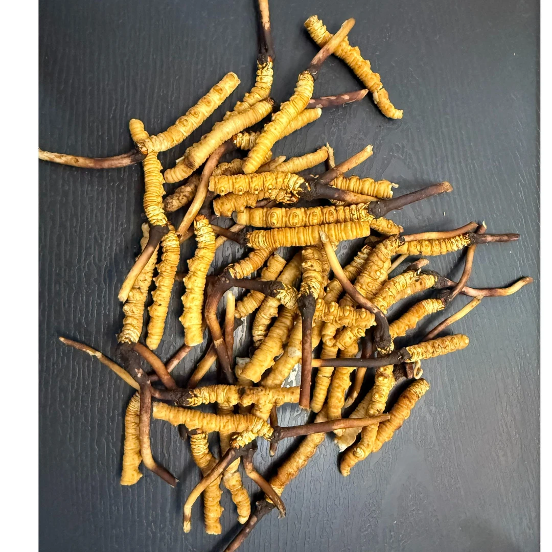 【大号断草专享】2025年高海拔新鲜干冬虫夏草鲜断虫草性价3-4规格