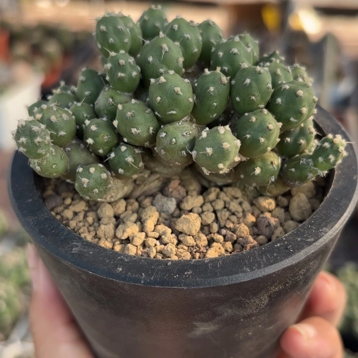 罗西安娜团扇量拍