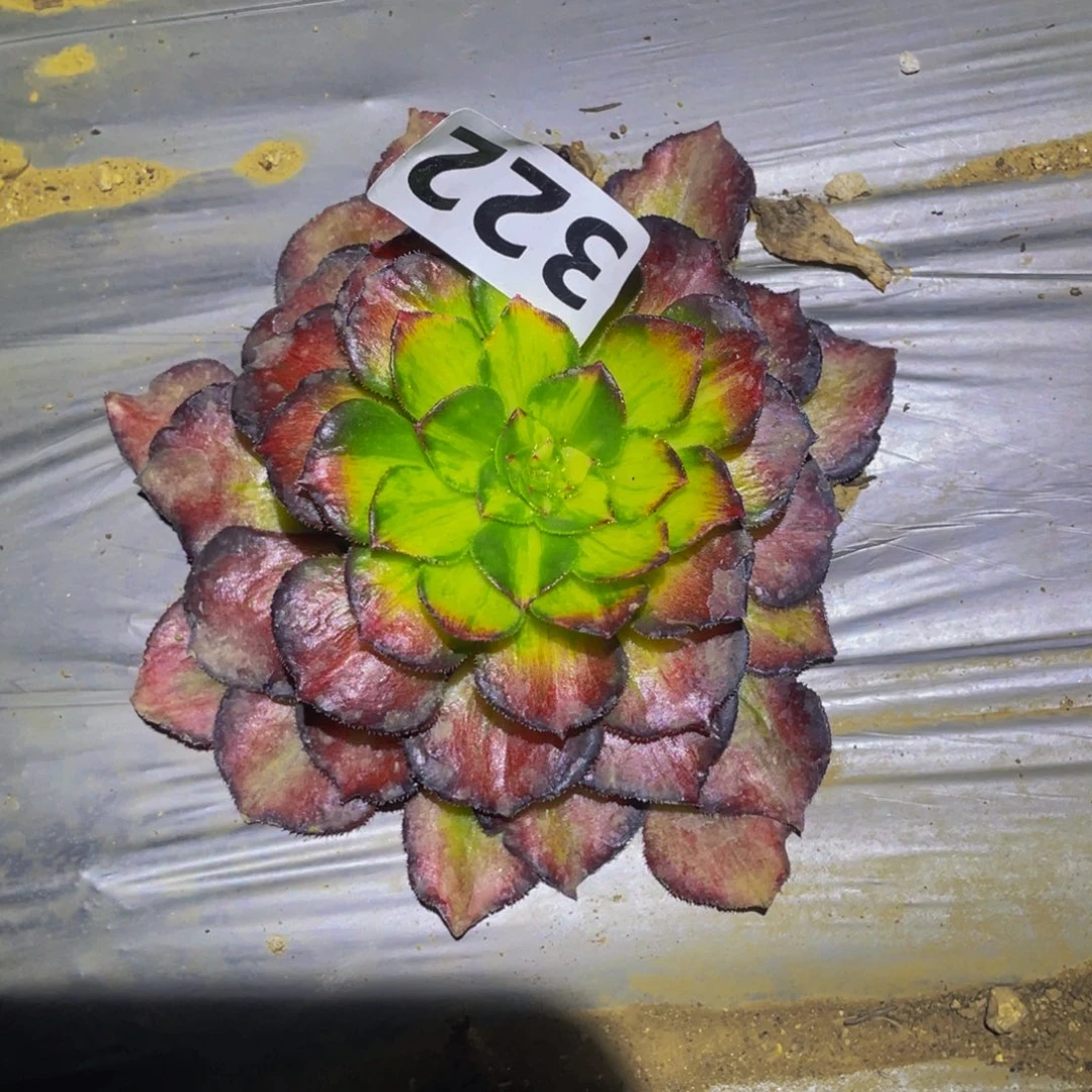 龙鳞多肉植物多肉322