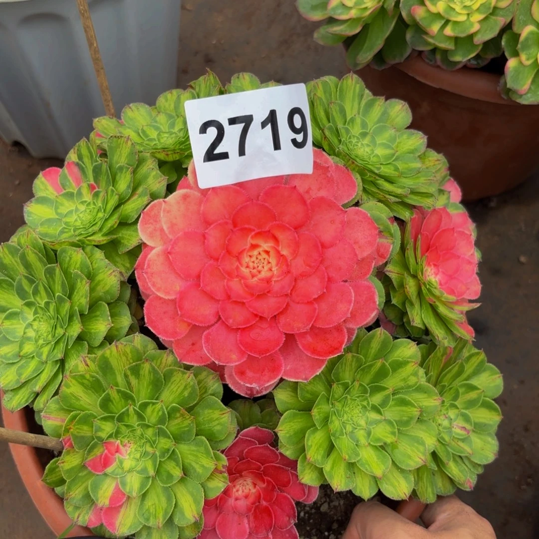 2719多肉植物知否