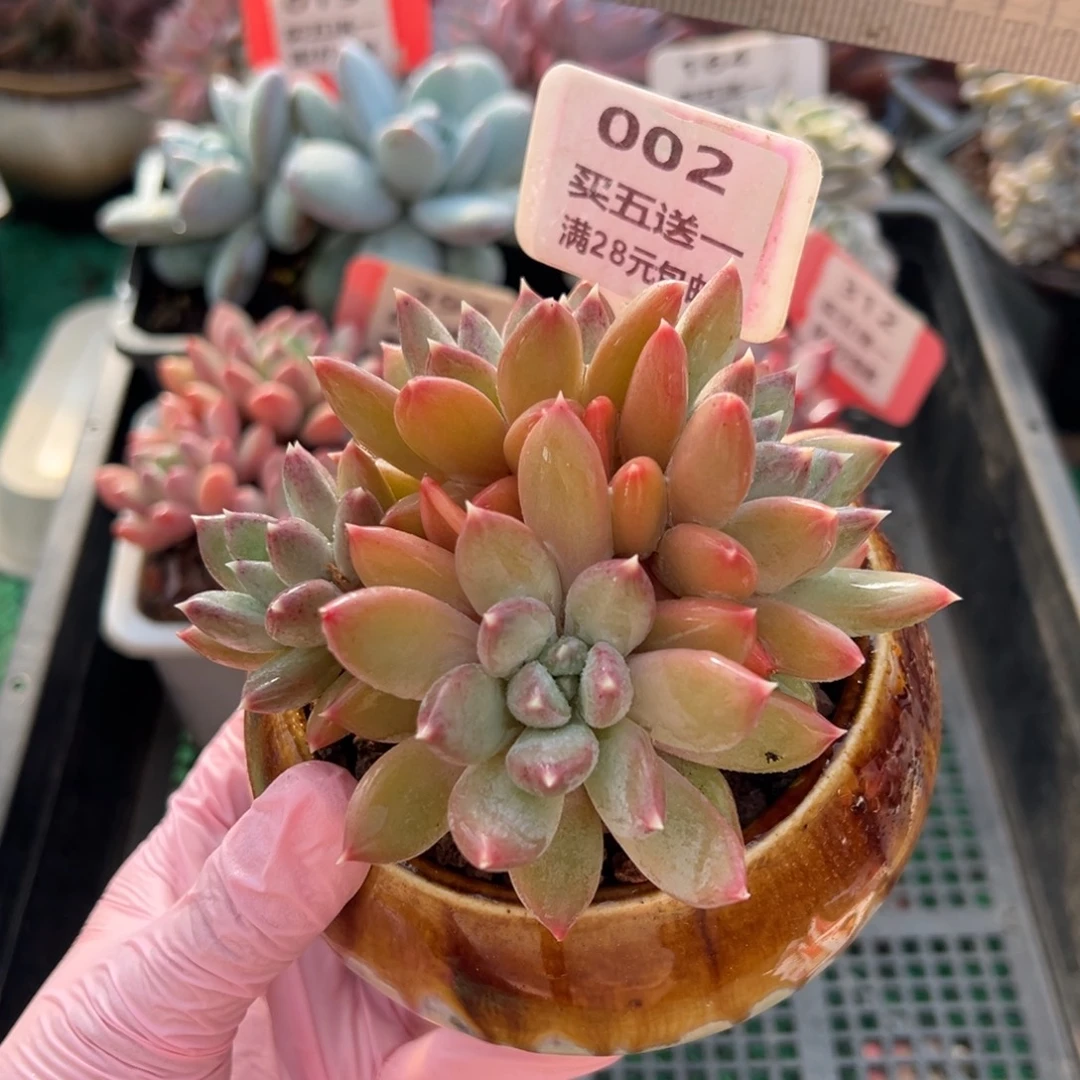 表妹精品多肉植物002.