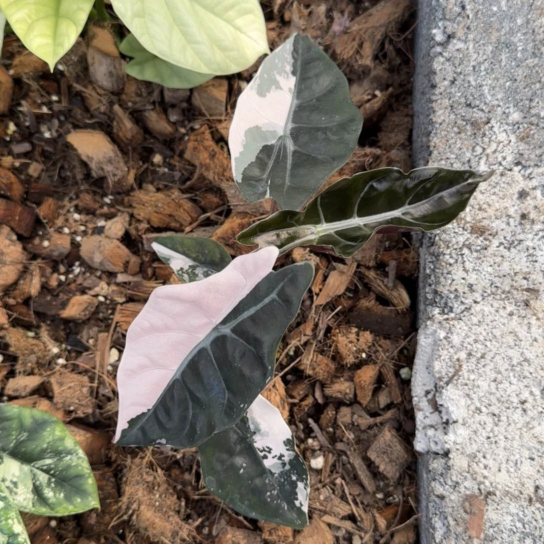 5-1129泰国发货香特丽丽