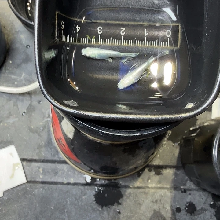 青鳉鱼38号拍品天使短球