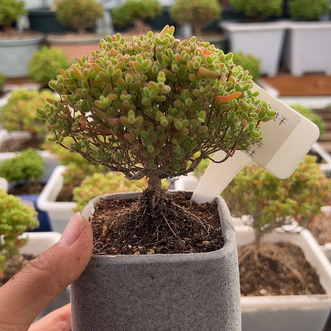 落**?451号密橘糖球带盆12.20多肉