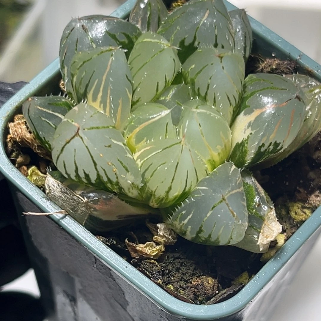 恭喜发财大吉大利0123