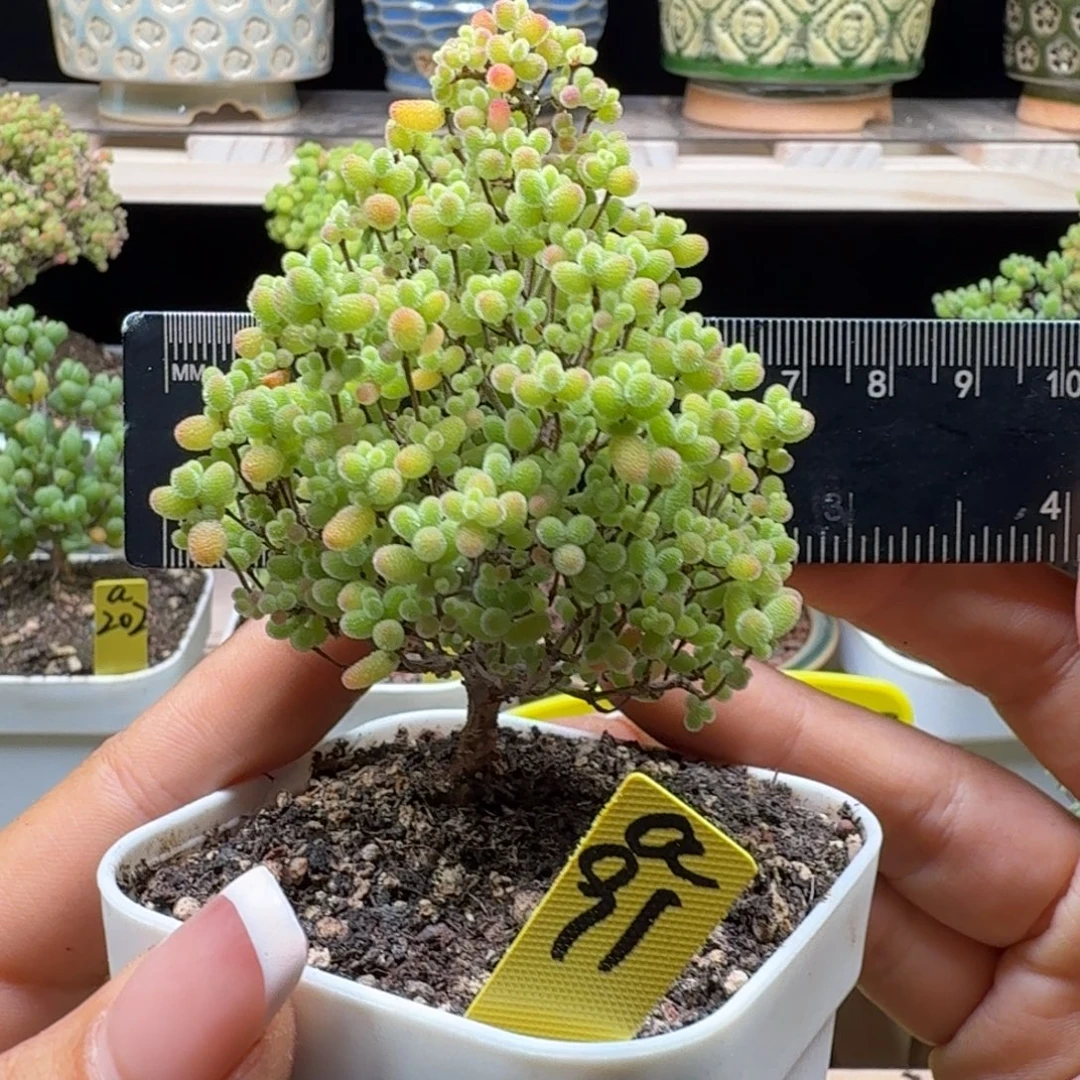 a91号蜜橘冠服6厘米左右