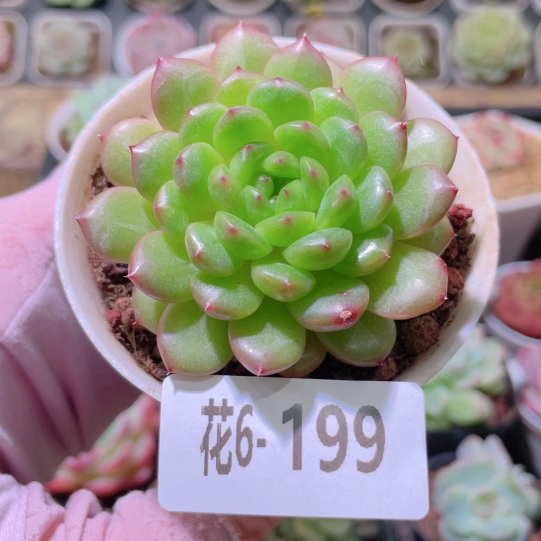 花利美6-199灵翠单头