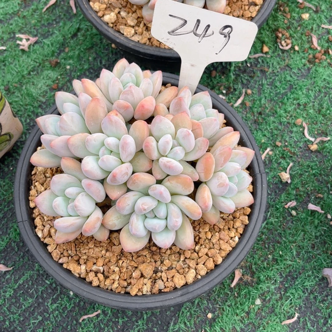 锦***花249fghjjjjjjjjjjjjjj