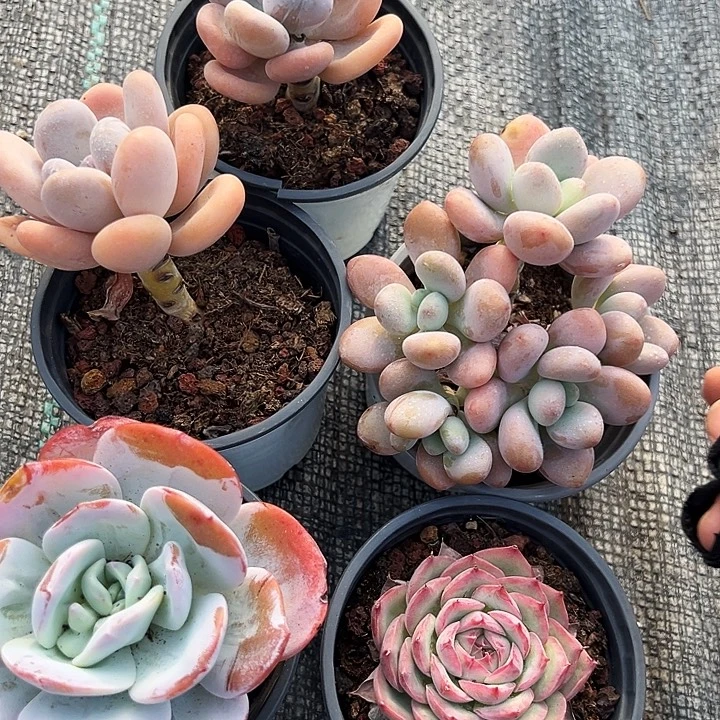 两盆橙雪球，一盆红洛神，一盆奶茶，一盆侧影