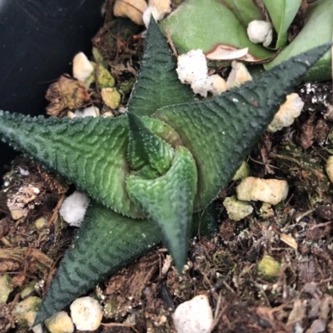 原始黑肌硬叶黑系