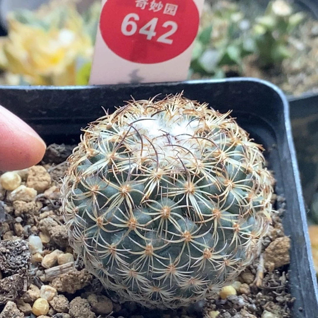 实生伊莎贝拉娇丽3.8cm