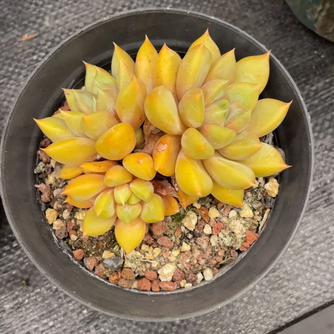 鎂***辰弥鹿之森一物一拍