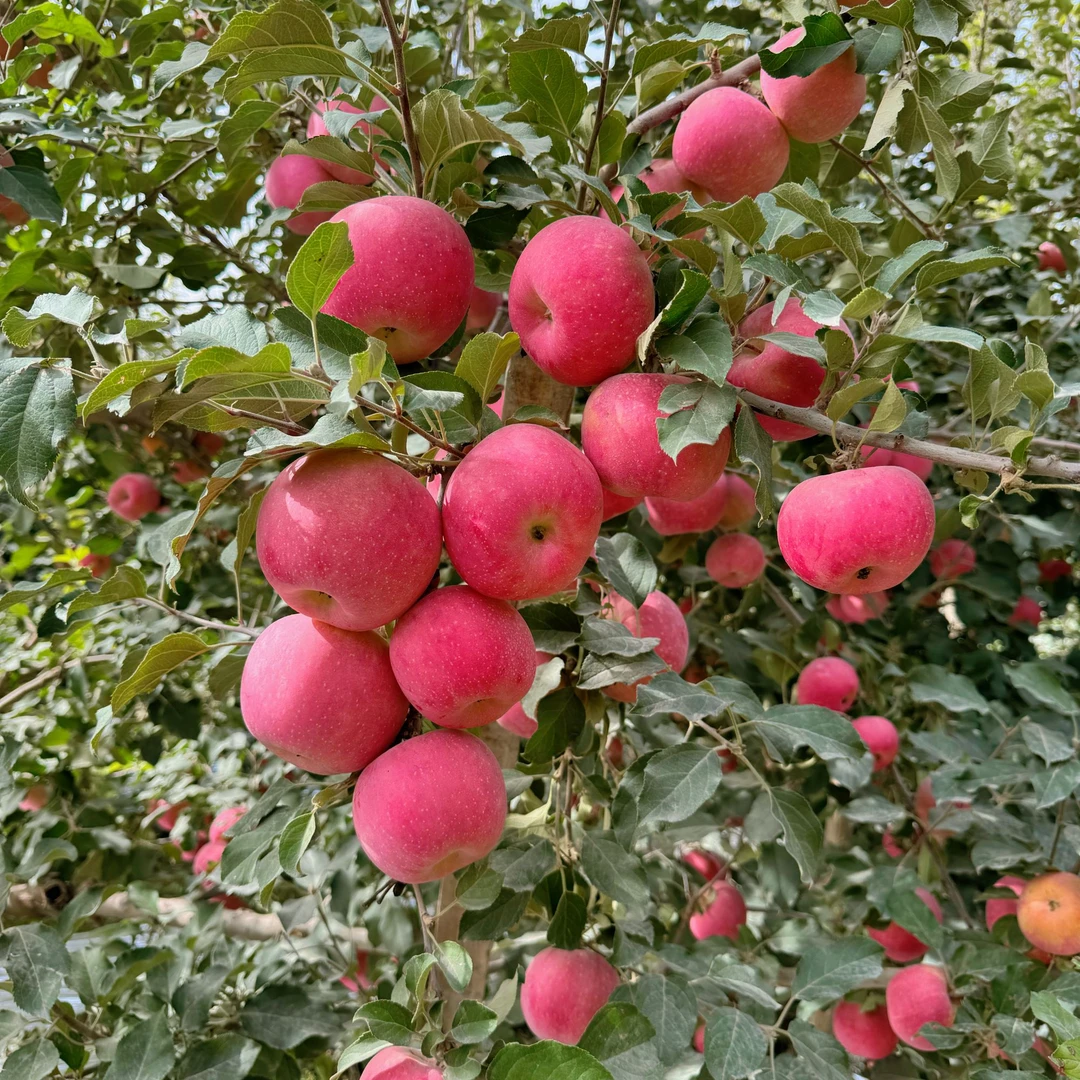 新疆阿克苏冰糖心套袋苹果脆甜多汁新鲜现采现摘产地直发