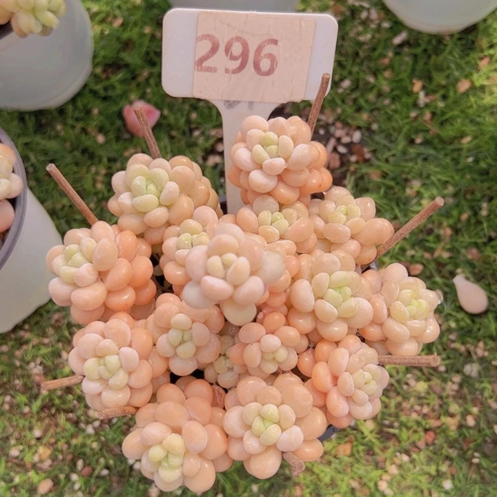 健健康康平平安安