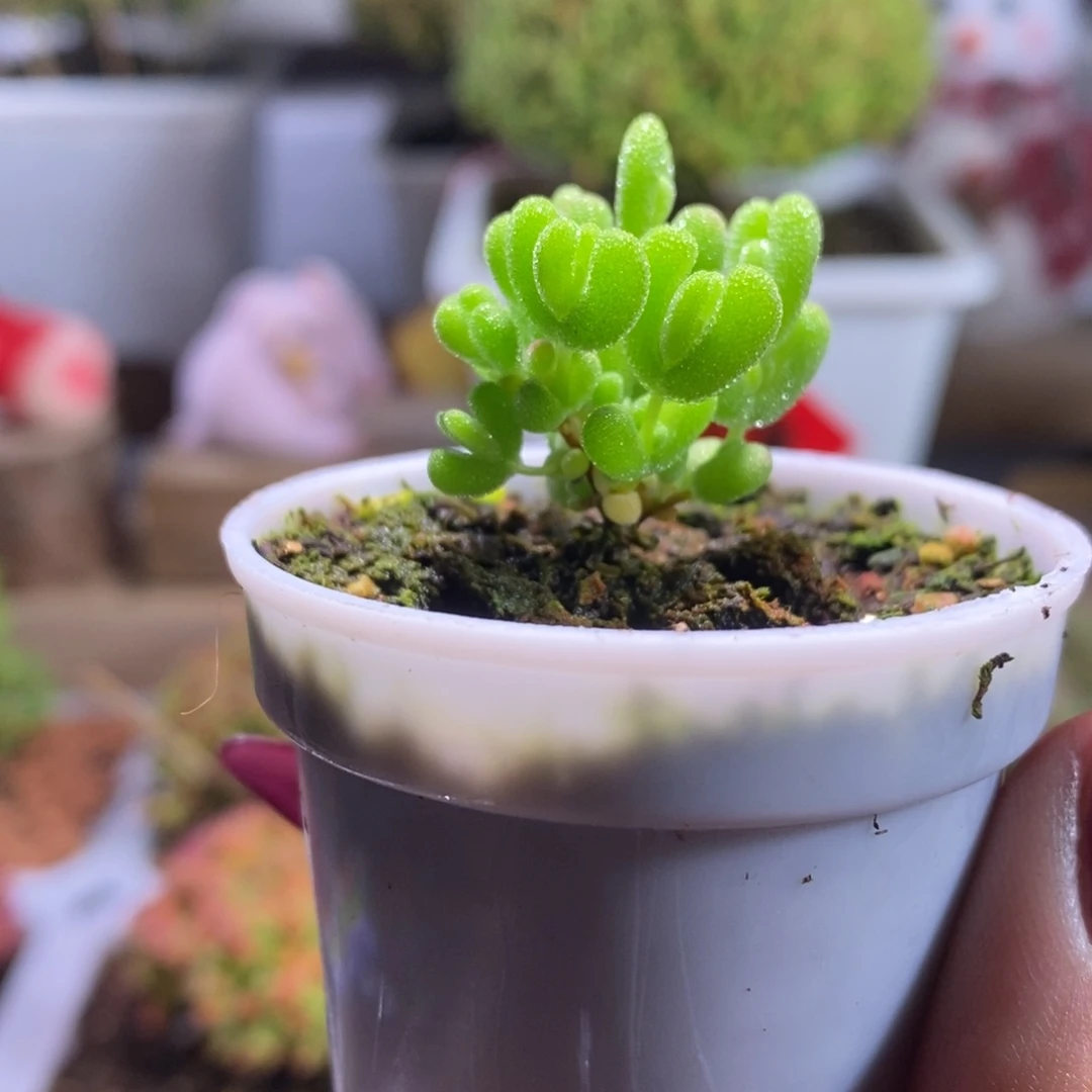 莱斯锦带盆土发货一物一拍