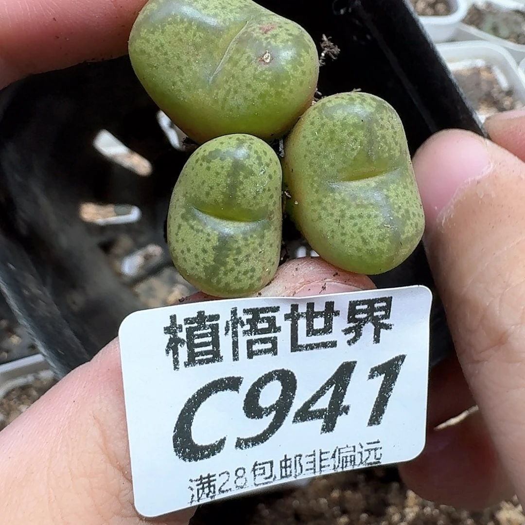 多肉植物的润泽付出