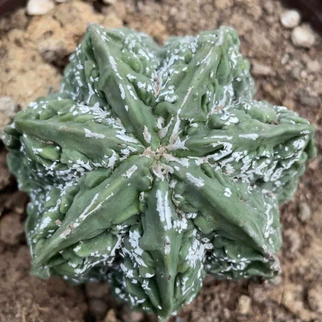 全部花朵自根七棱核桃 2号