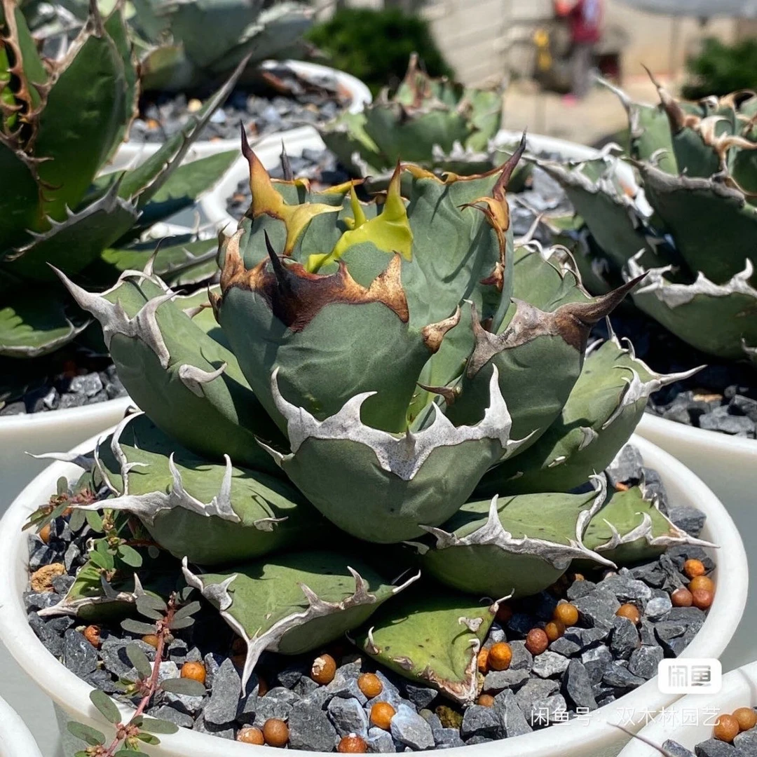 姬仁王冠潮流植物龙舌兰科多肉植物经典稀有龙舌兰网红龙舌兰