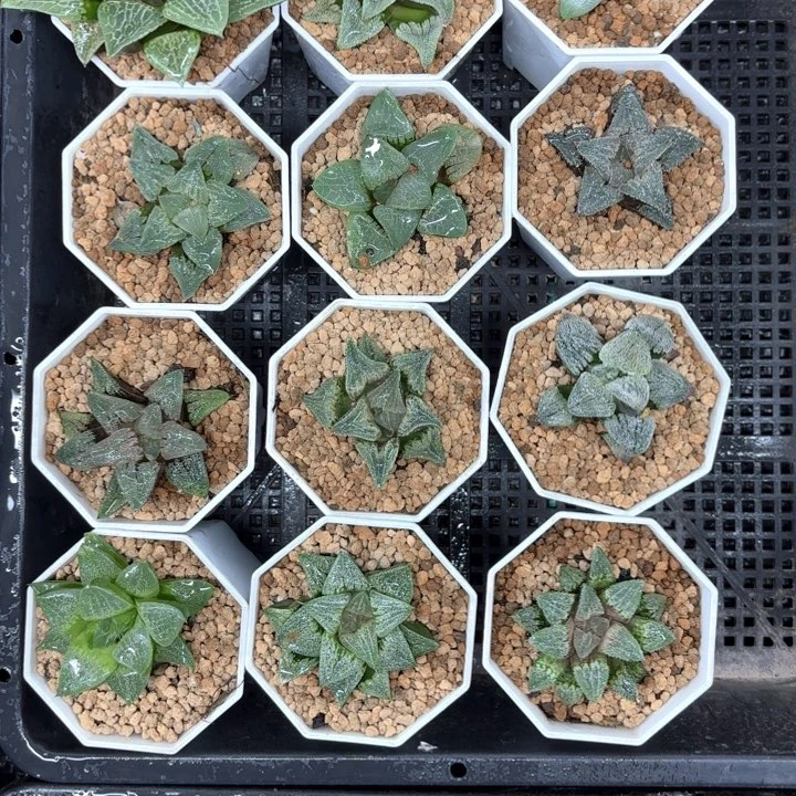 实生寿多肉植物白盘