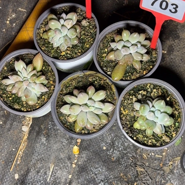 多肉植物哥特缀733