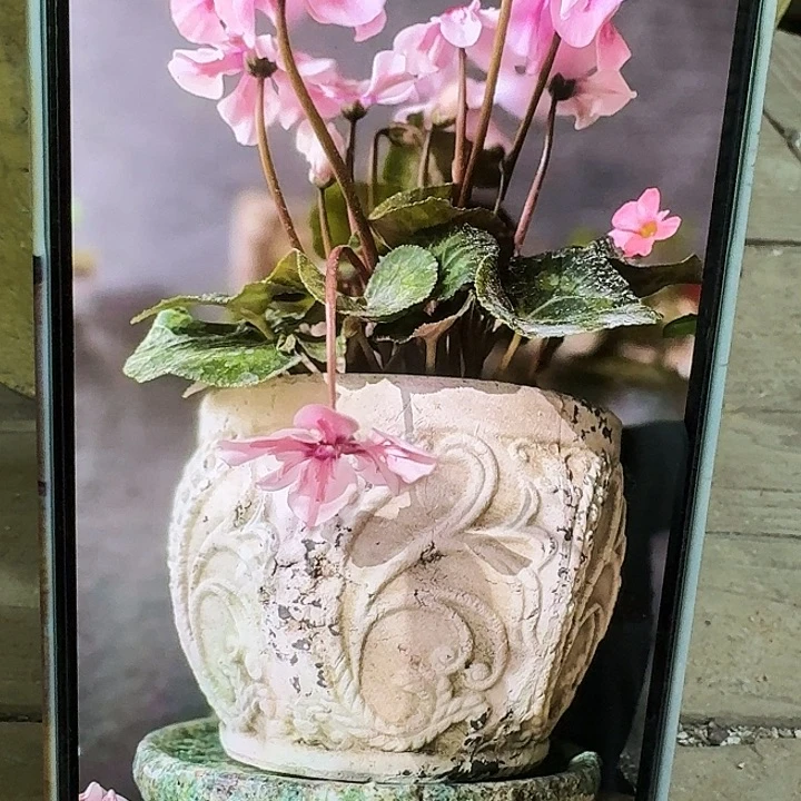 许纯的花房六角 小号