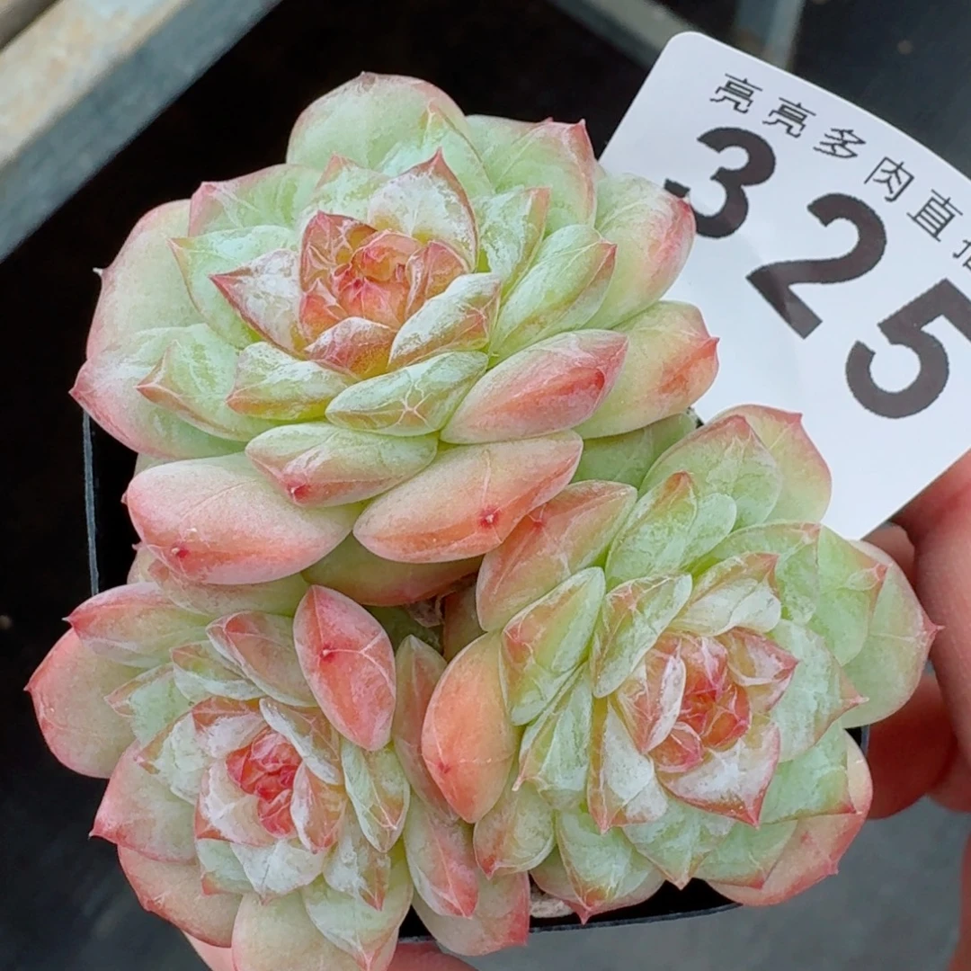 冰心公主            精美多肉植物