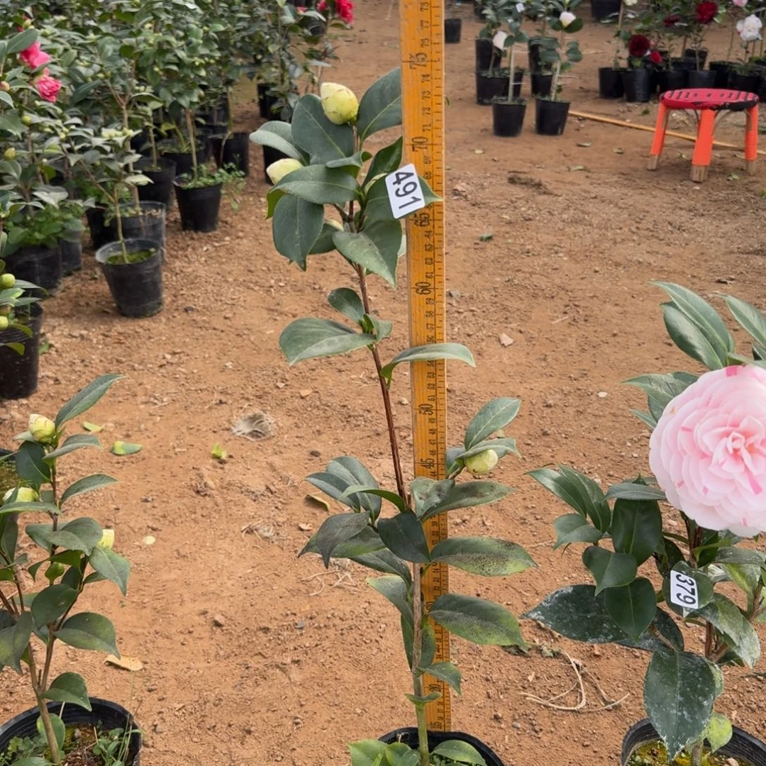 少量花朵（建议范围：2朵-5朵 或40%以下）491白乔伊