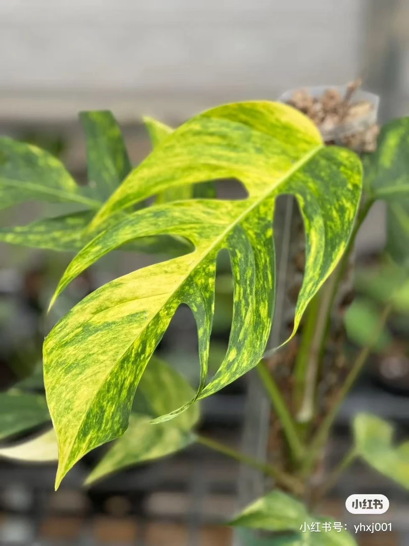 美人锦 盆栽绿植