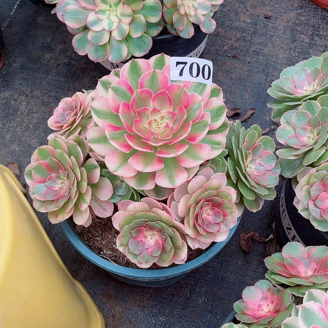 无花朵C***?多肉植物700半糖
