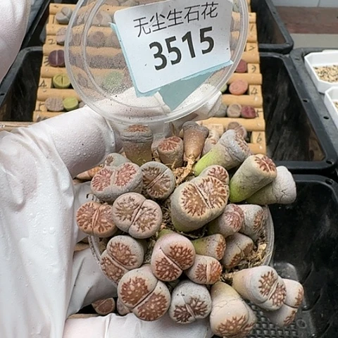 3515，菊化石切糕特价