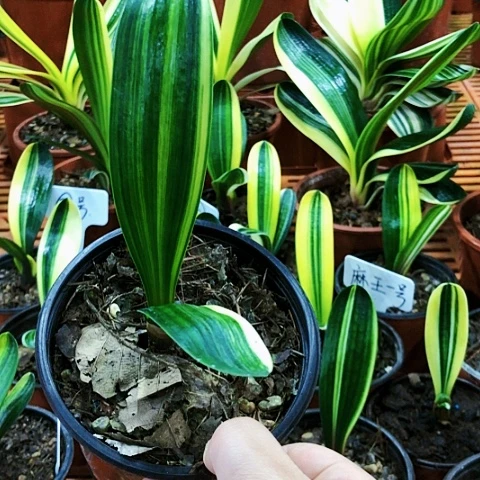 【闪购商品】刘*学