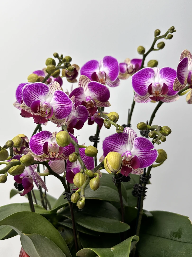 二木优选【 紫气东来】精品蝴蝶兰绿植花卉艺术组盆系列阳台开花