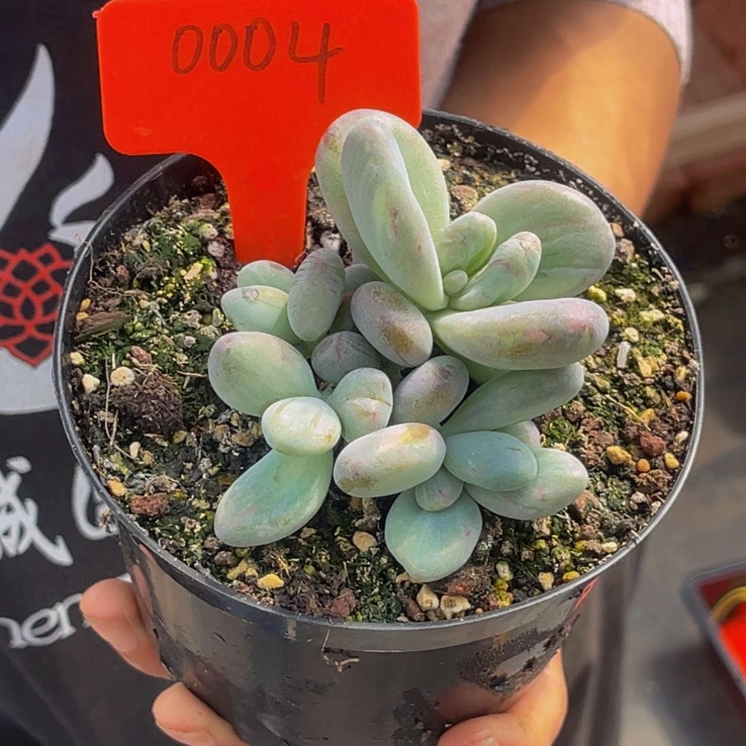 0004号上午多肉植物群生多肉