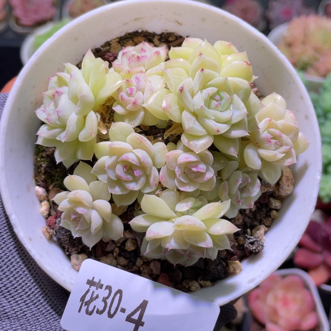 花利美30-4白天鹅