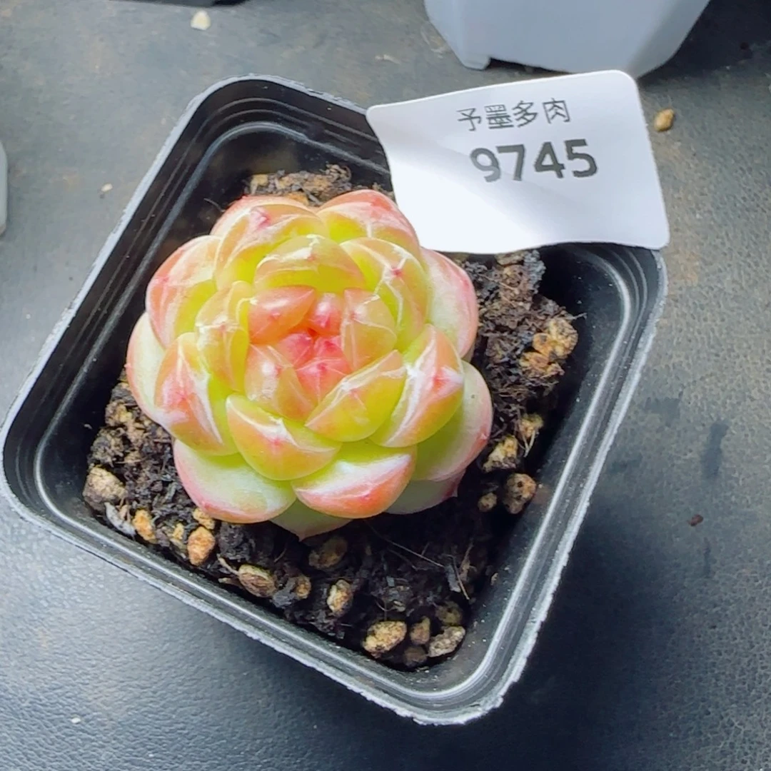 拿铁奶沫，9745多肉植物